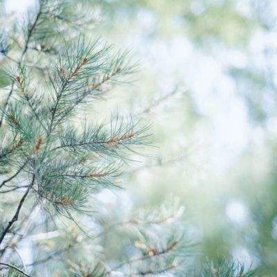 动物保龄球大赛